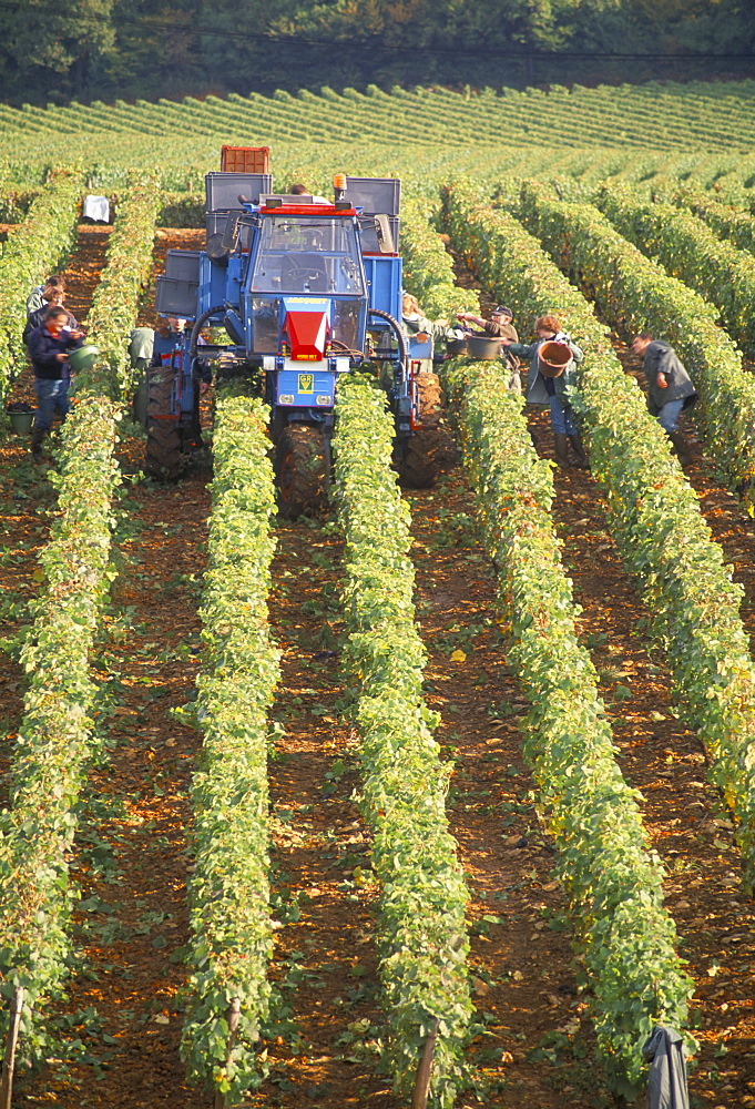 Grape harvest in vineyards, near Macon, Burgundy, France, Europe