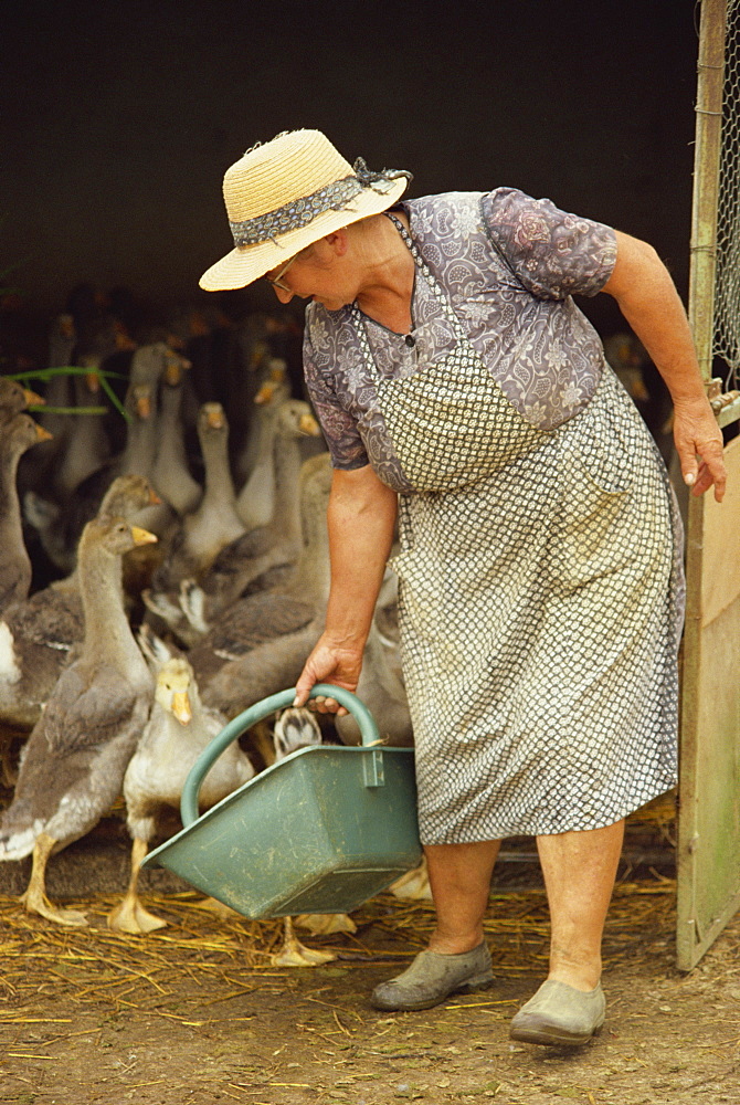 Portrait of a woman feeding geese on a goose farm in Gascony, Midi-Pyrenees, France, Europe