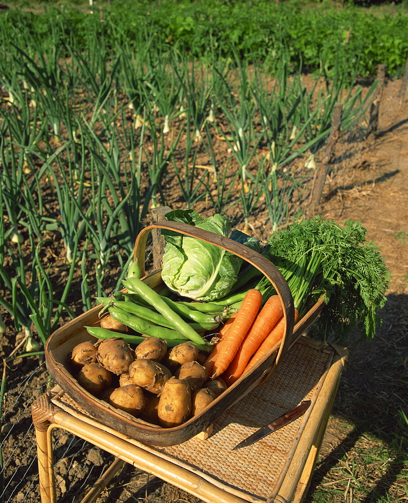 A basket of vegetables, potatoes, carrots, beans and cabbage, outdoors, produced in an allotment, onions growing in the background, Kent, England, United Kingdom, Europe