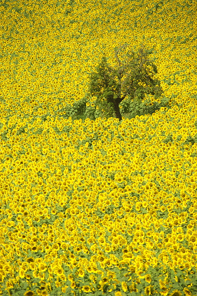 High angle view of a field of sunflowers in Gascoigne (Gascony) in the Midi-Pyrenees, France, Europe