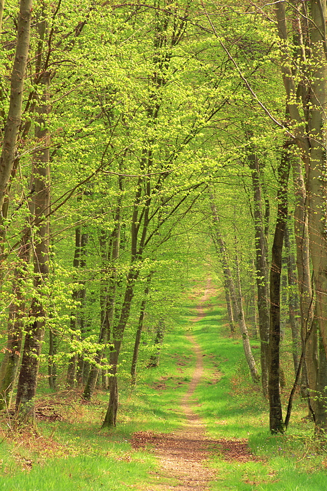 Narrow path through the trees in woodland, Forest of Brotonne, near Routout, Haute Normandie (Normandy), France, Europe