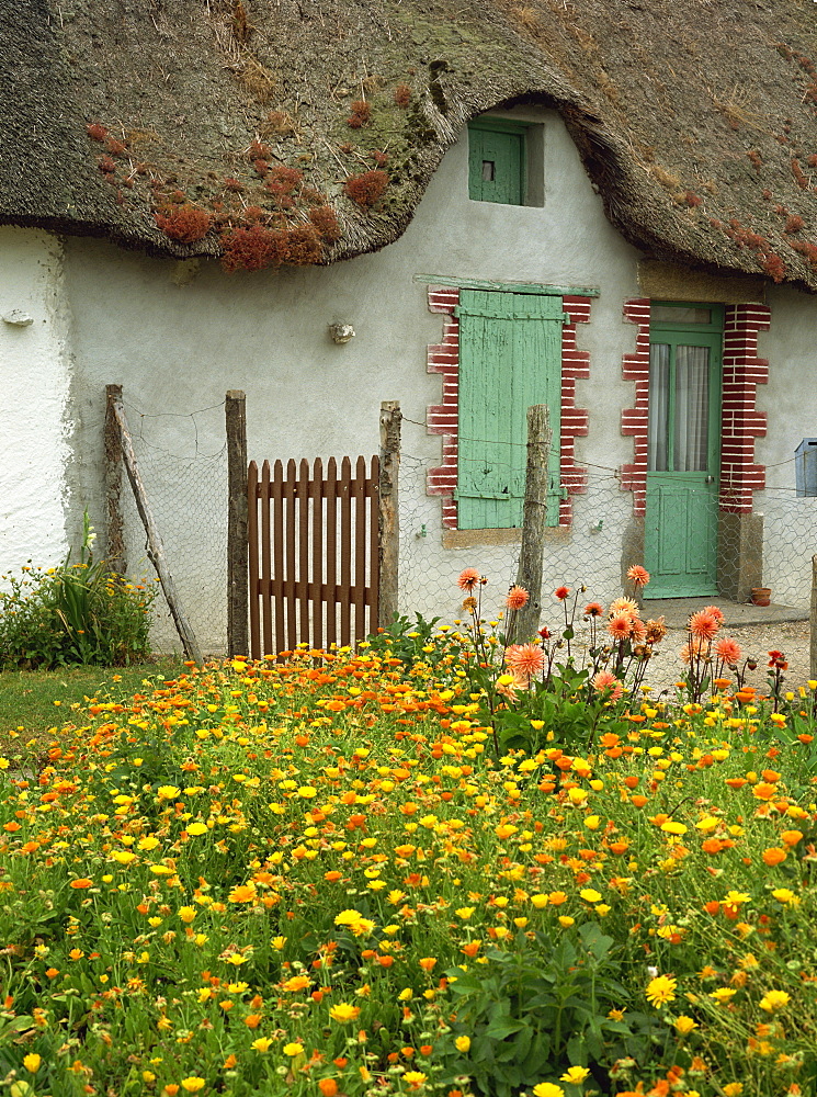 Marigolds and dahlias in the garden of a thatched cottage in La Grande Briere, Ile de Fedrun, Pays de la Loire, France, Europe