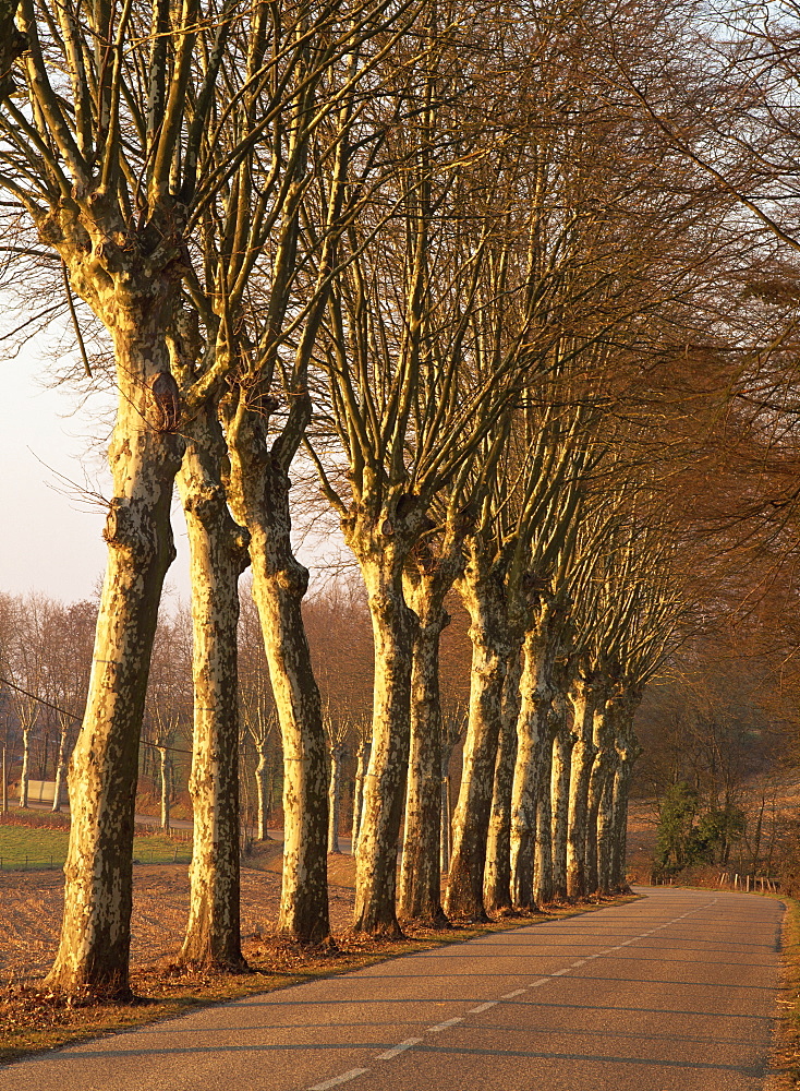 Bare trees line a rural road in winter, Provence, France, Europe