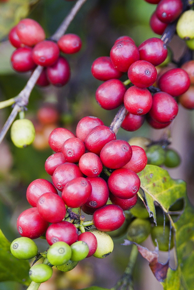 Ripe coffee berries, Kona Joe's coffee plantation, Kona, Island of Hawaii (Big Island), Hawaii, United States of America, North America