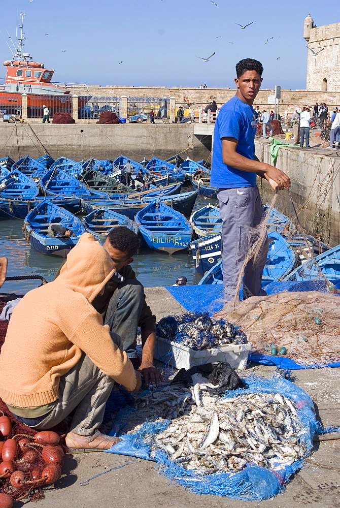 Catch of the day, Essaouira, Morocco, North Africa, Africa