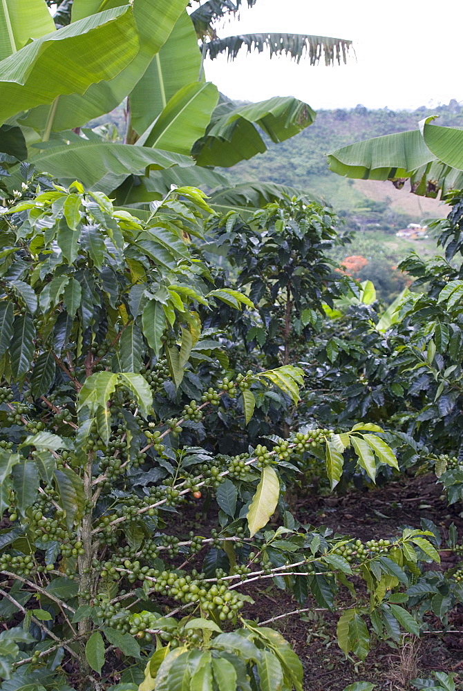 Coffee beans growing on the vine, Recuca Coffee, near Armenia, Colombia, South America