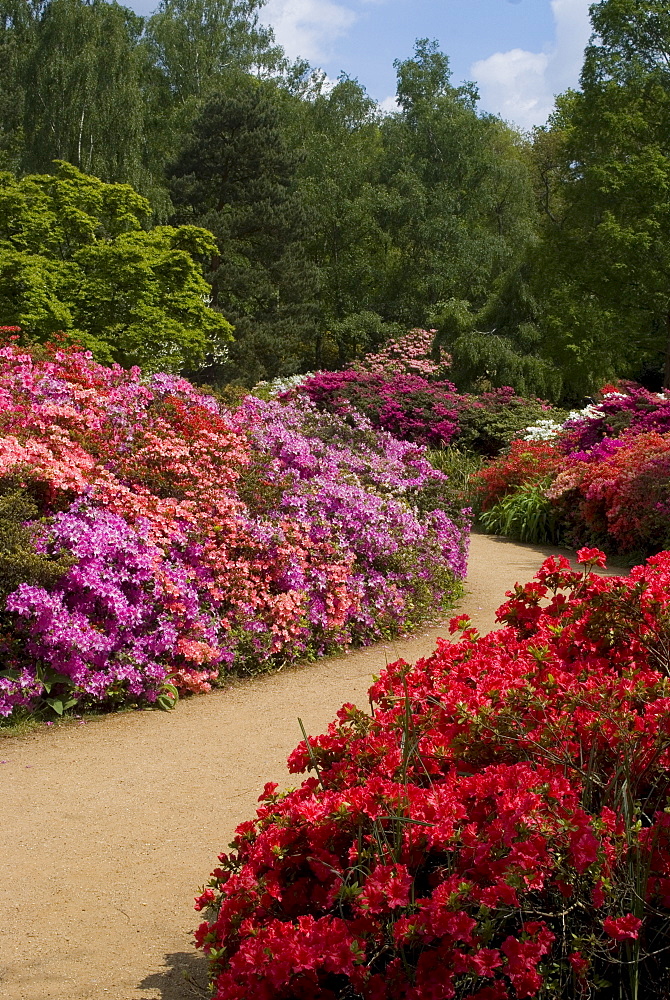 Azaleas and rhododendrons, Isabella Plantation, Richmond Park, Richmond, Surrey, England, United Kingdom, Europe