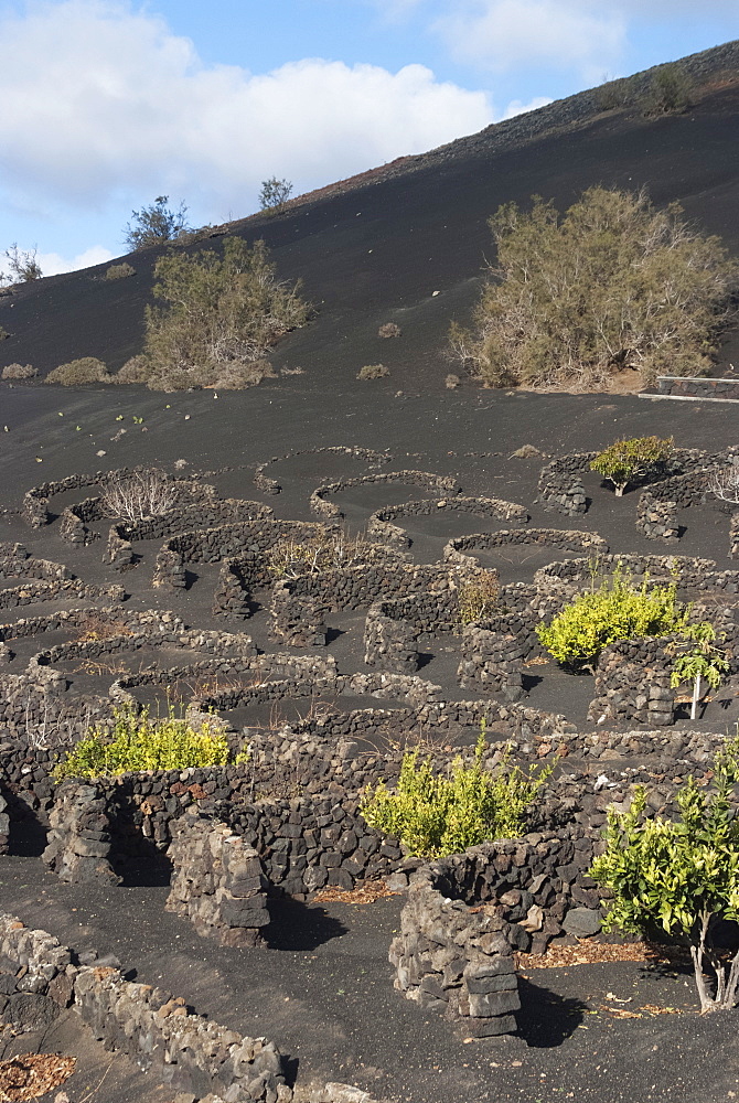 The wine growing district of La Geria, a protected landscape of Lanzarote, Canary Islands, Spain, Atlantic, Europe