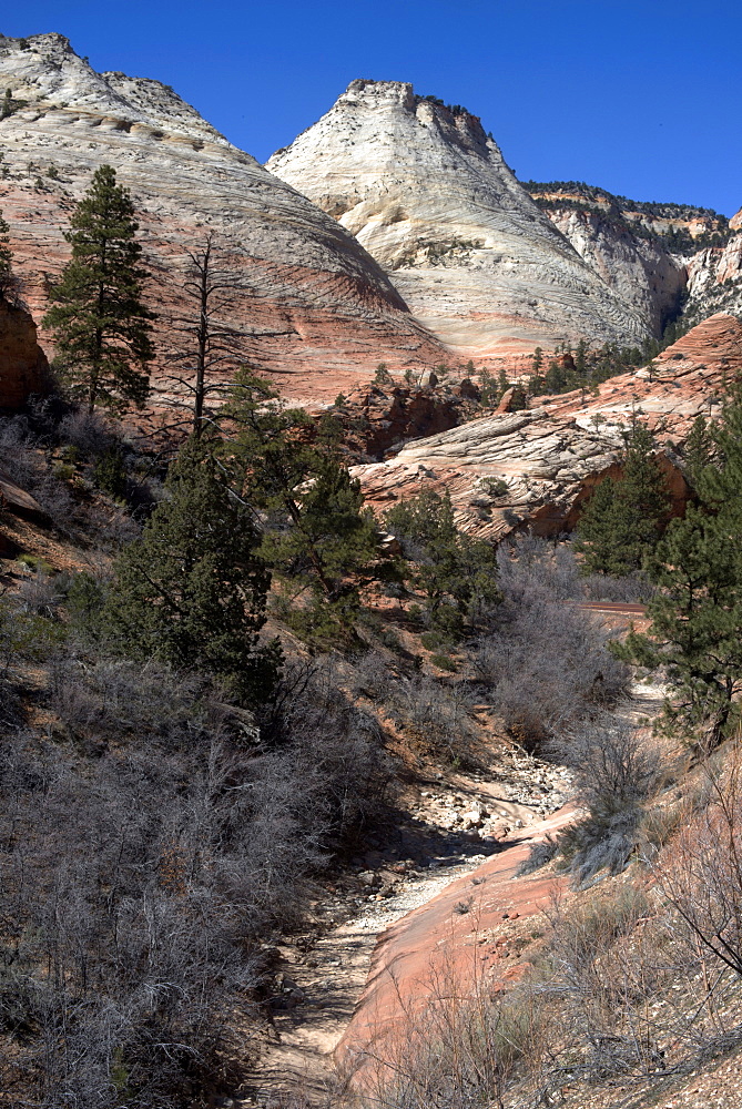 Zion Canyon National Park, Utah, United States of America, North America