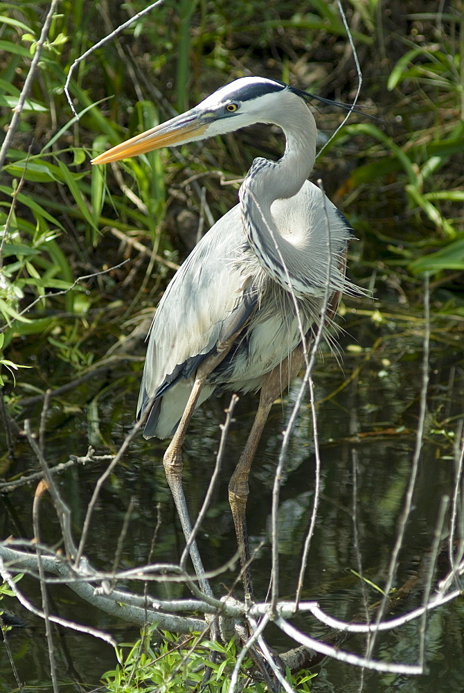 Great Blue Heron, Everglades National Park, UNESCO World Heritage Site, Florida, United States of America, North America