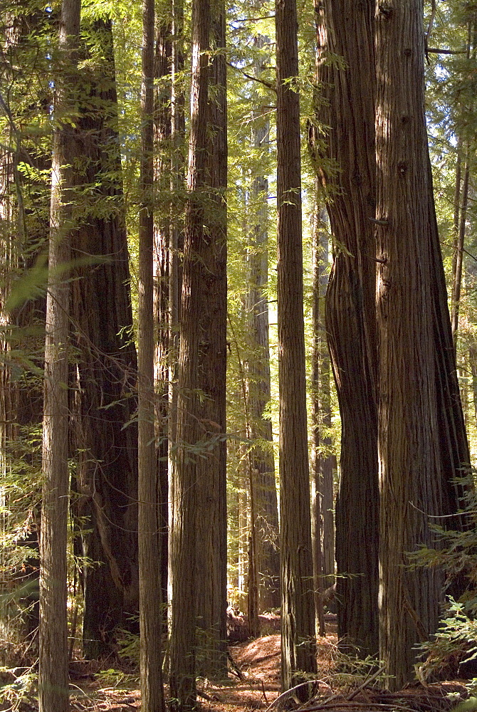 Redwoods, Humboldt County, California, United States of America, North America