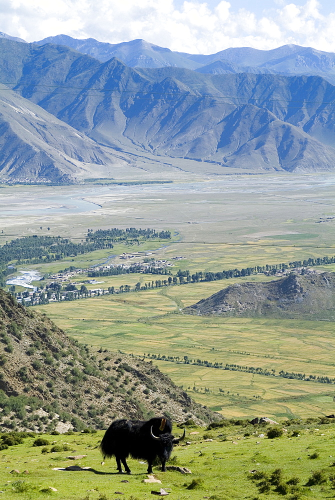 Yak, Ganden Monastery, near Lhasa, Tibet, China, Asia