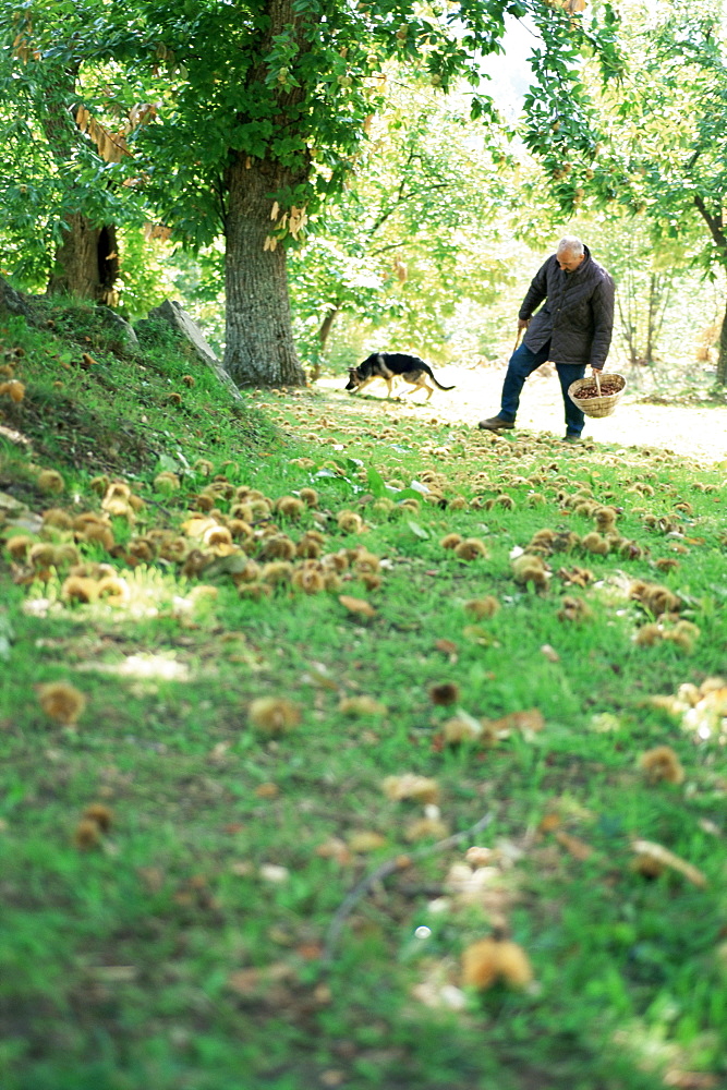 Collecting chestnuts, Casentino, Tuscany, Italy, Europe