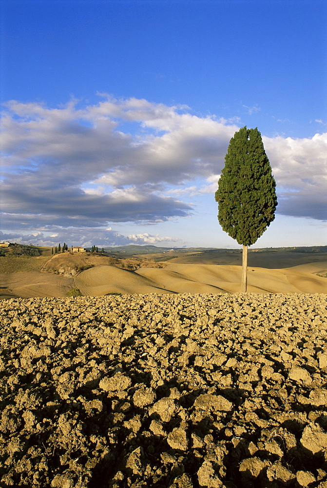 Newly ploughed field and cypress tree, Siena province, Tuscany, Italy, Europe