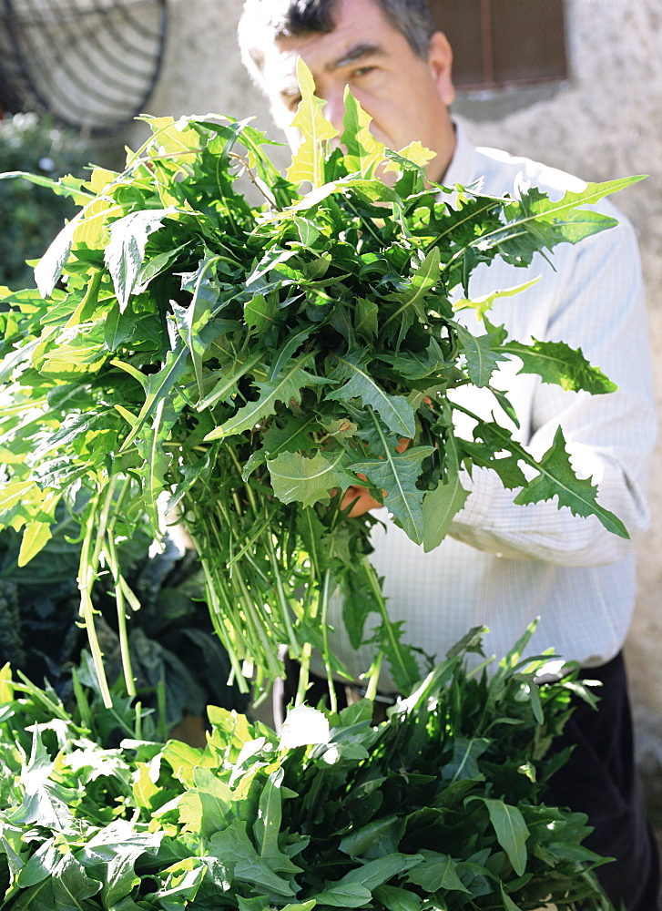 Man holding large bunch of rocket leaves in the market, Maremma, Tuscany, Italy, Europe