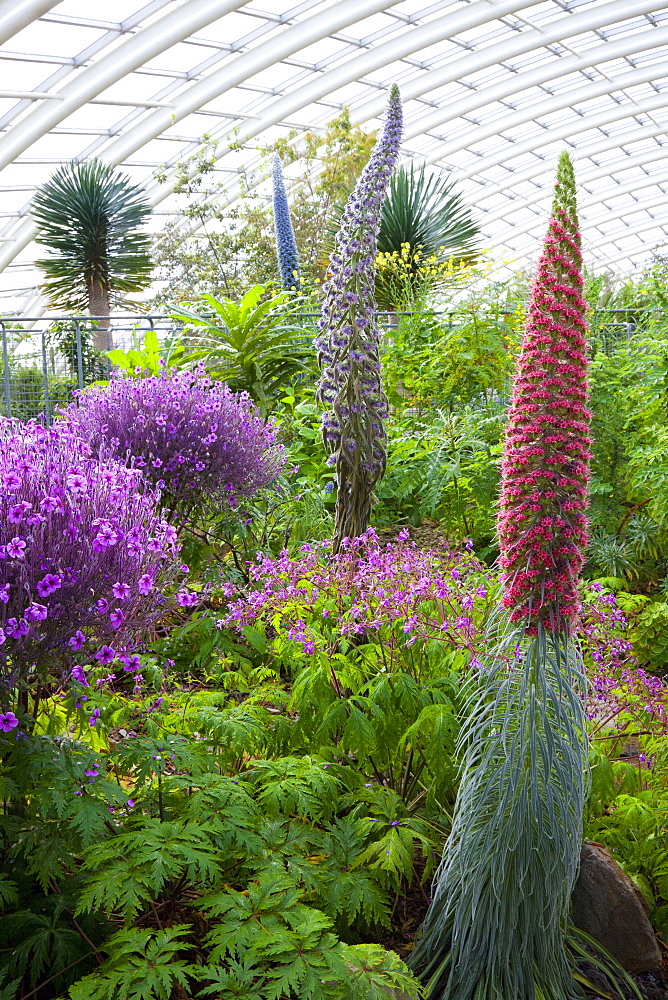 National Botanic Garden of Wales, Llanarthne, Carmarthenshire, Wales, United Kingdom, Europe