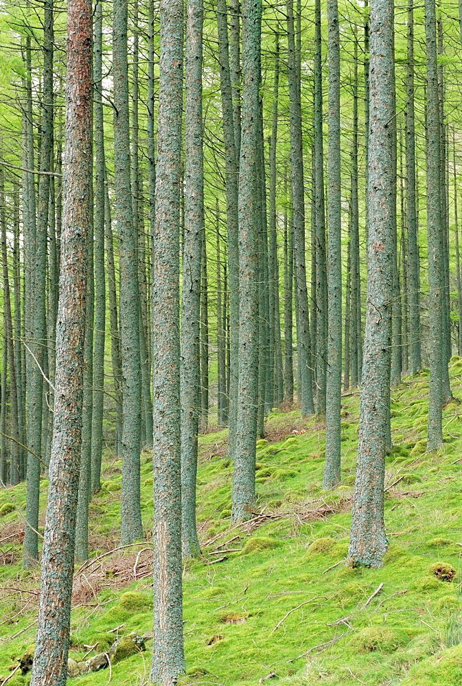 Tree patterns, Burtness Wood, Lake District, Cumbria, England, UK