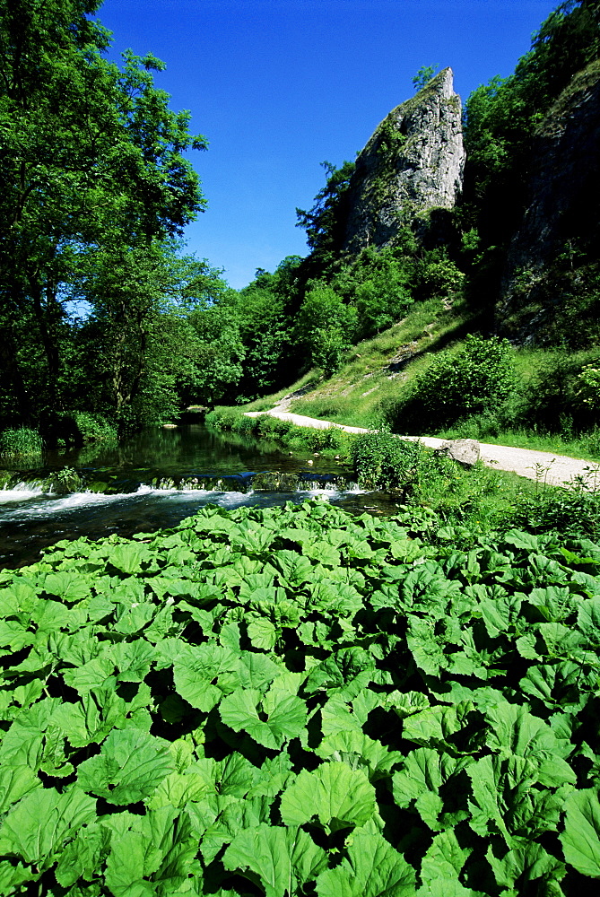 Limestone spires, Dovedale (Dove Dale), Peak District National Park, Derbyshire, England, United Kingdom, Europe