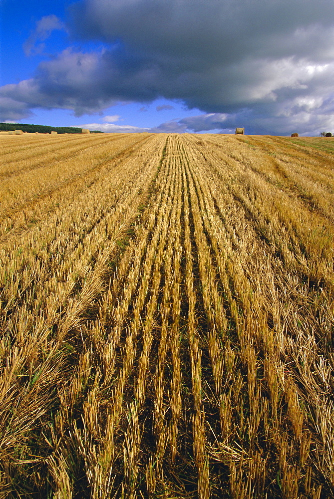 Hay bales near Contin, Highlands Region, Scotland, UK, Europe