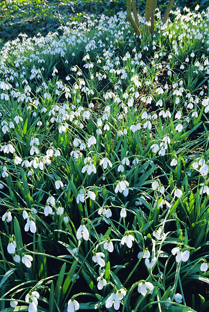 Snowdrops, England, UK, Europe