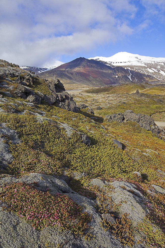 Moss covered lava beds surround Snaefellsjokull, an active strato volcano capped in snow and ice, on the Snaefellsnes Peninsula, North West area, Iceland, Polar Regions