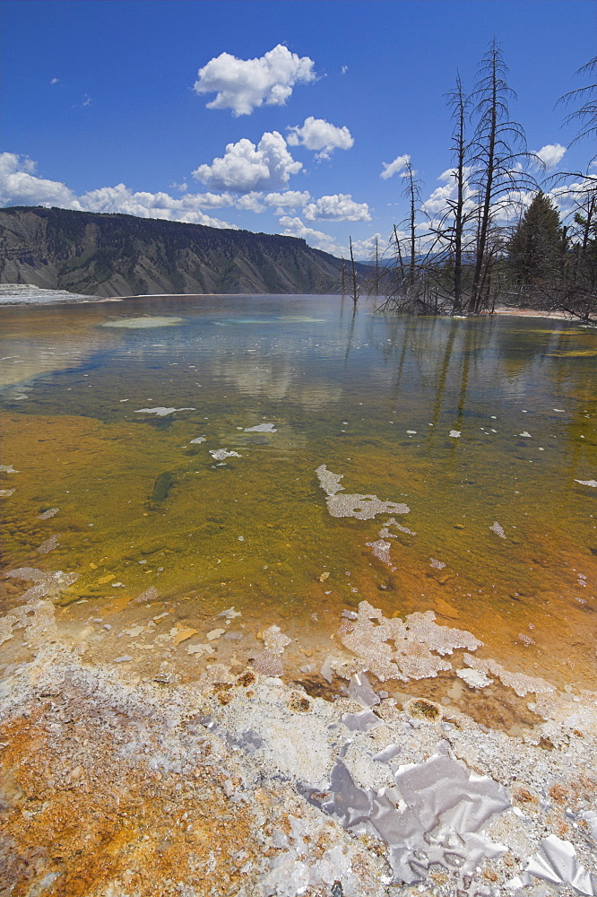 Dead tree trunks, Canary Spring, Main Terrace, Mammoth Hot Springs, Yellowstone National Park, UENSCO World Heritage Site, Wyoming, United States of America, North America