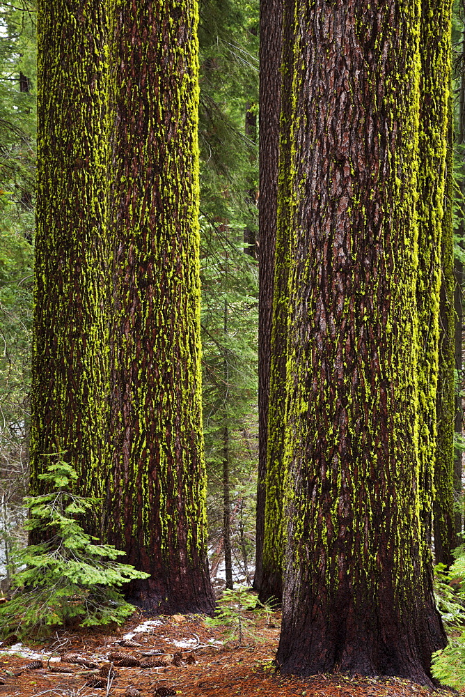 Wolf lichen (Letharia vulpina), on Sugar Pines (Pinus lambertiana), Tuolumne Grove of Giant Sequoias, Yosemite National Park, UNESCO World Heritage Site, Sierra Nevada, California, United States of America, North America