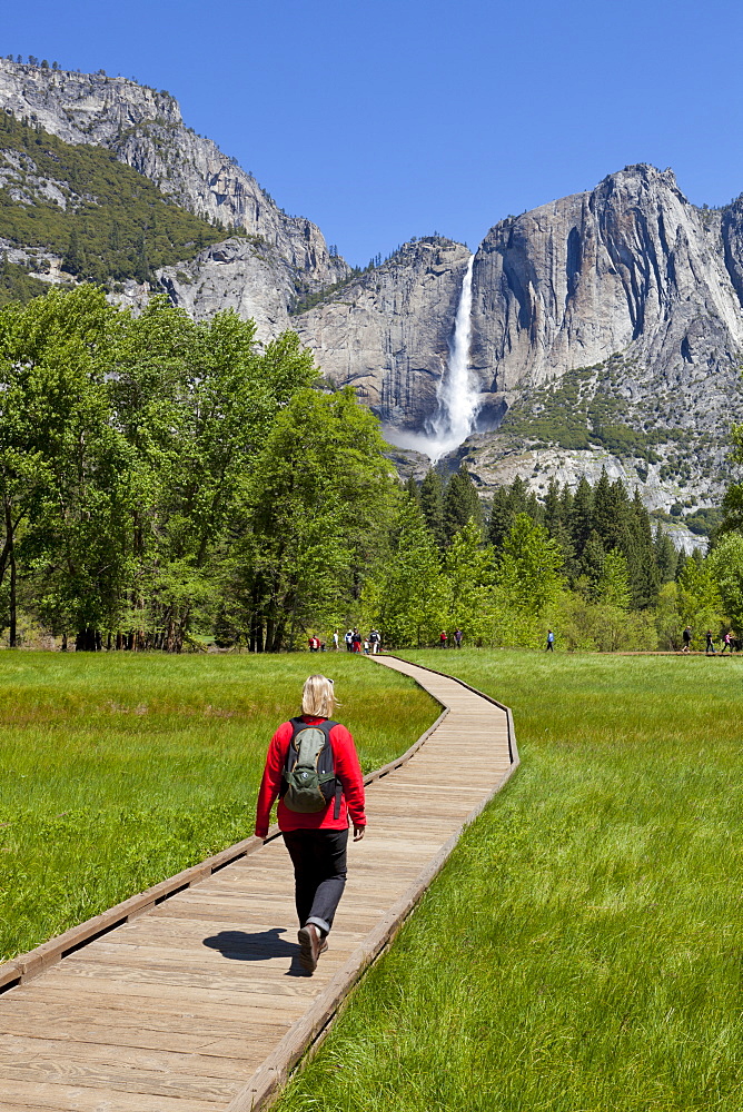 Tourist, hiker walking towards Upper Yosemite Falls, on boardwalk, across Sentinel Meadow, Yosemite Valley, Yosemite National Park, UNESCO World Heritage Site, Sierra Nevada, California, United States of America, North America