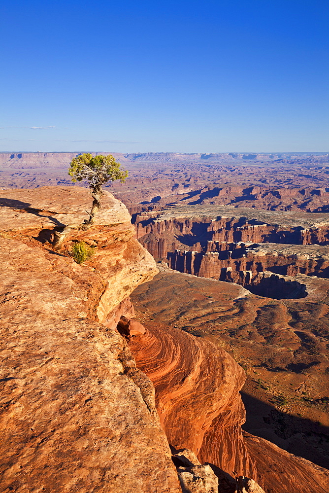 Grand View Point overlook and juniper tree, Island in the Sky, Canyonlands National Park, Utah, United States of America, North America 