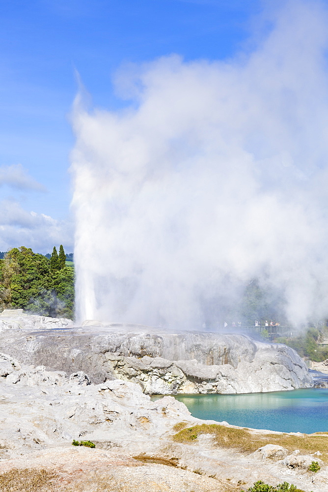 Pohutu geyser, Te Puia, Whakarewarewa Thermal Valley, Rotorua, North Island, New Zealand, Pacific