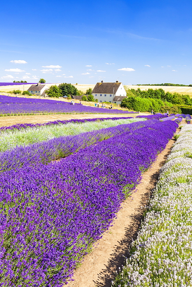 Rows of lavender in a lavender field at Cotswold Lavender, Snowshill, Broadway, the Cotswolds, Gloucestershire, England, United Kingdom, Europe