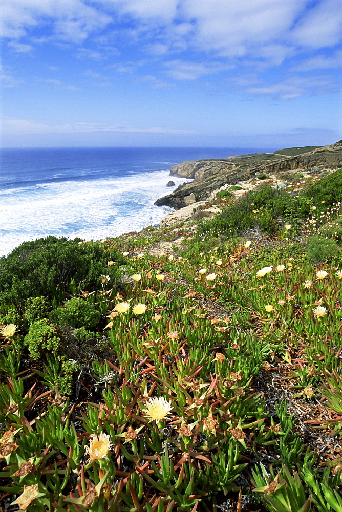 Flowers on cliff top, Monte Clerigo, Costa Vincente, Algarve, Portugal, Europe