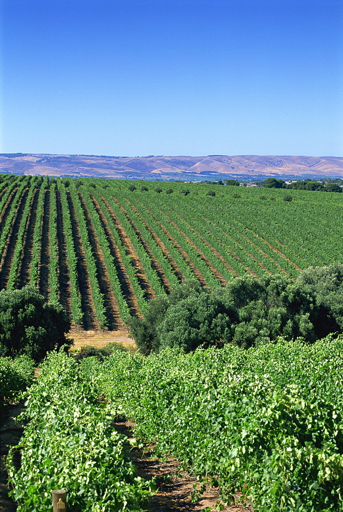 Vineyards, Oliverhill Wines, McLaren Vale, South Australia, Australia, Pacific