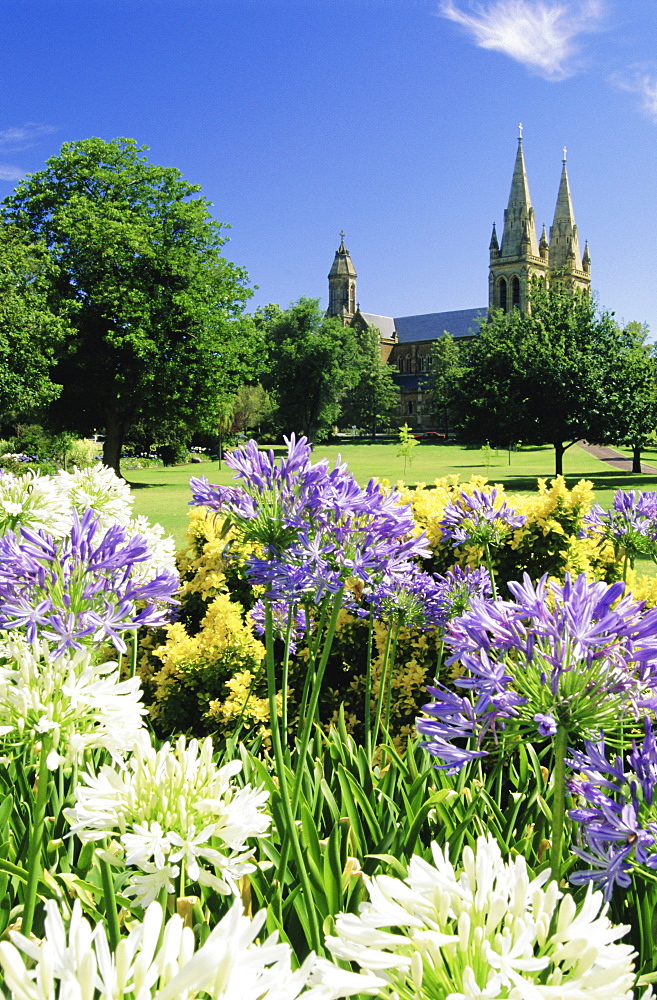 Agapanthus flowers and St. Peters Anglican Cathedral, Adelaide, South Australia, Australia