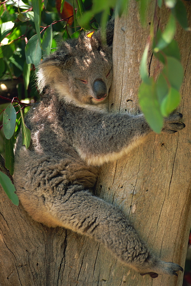 Close-up of a koala bear sitting in the fork of a gum tree, Parndana Wildlife Park, Kangaroo Island, South Australia, Australia, Pacific