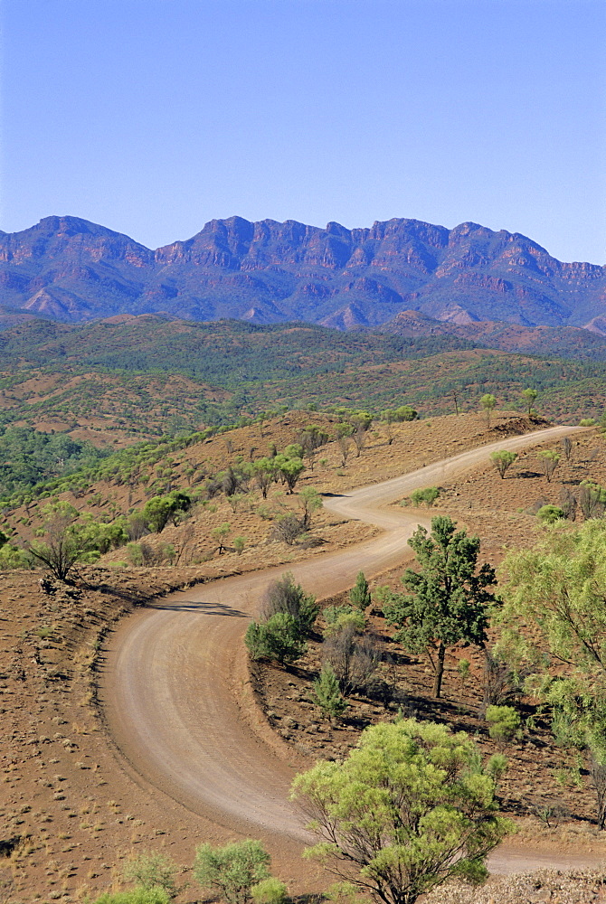 Umbrella wattles, Bunyeroo Valley, Flinders Range, South Australia, Australia