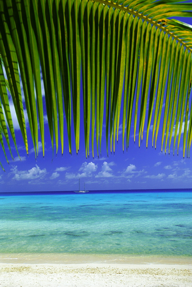 Palm frond and beach, Rangiroa Atoll, Tuamotu archipelago, French Polynesia, South Pacific Islands, Pacific