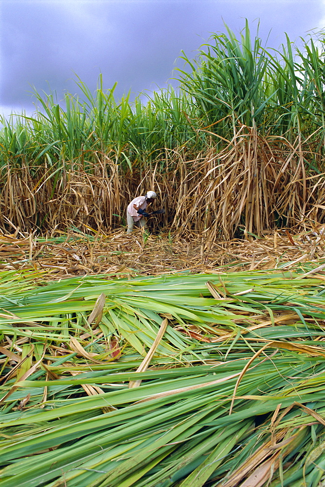 Sugar cane cutting by hand, Reunion Island, Indian Ocean