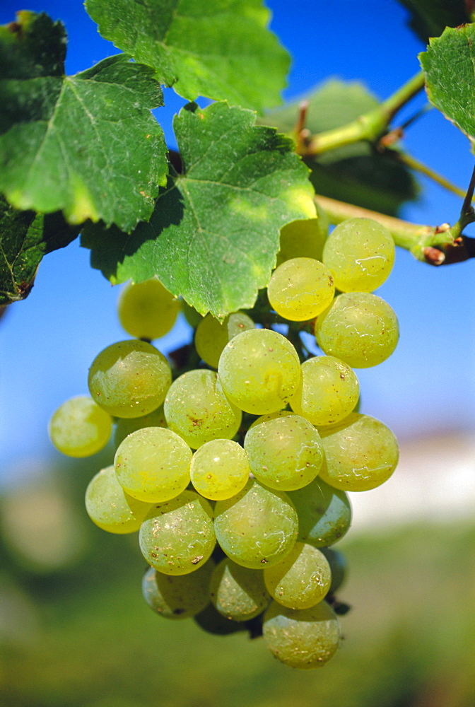 Bunch of grapes, Champagne, France