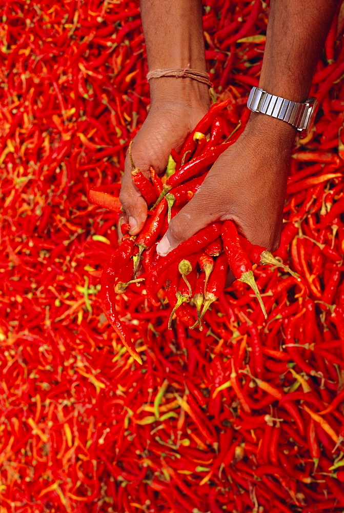 Red chilli peppers, Rajasthan, India