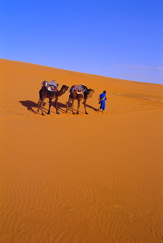 Camel train through desert, Morocco, North Africa