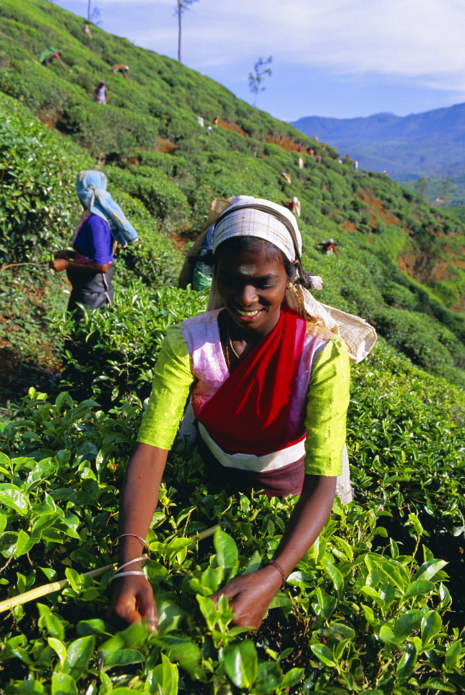 Harvesting tea, hill country, Nuwara Eliya, Sri Lanka, Asia