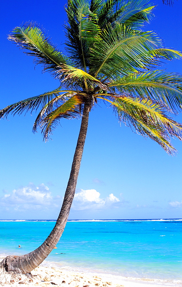 La Feuillere beach, Marie Galante island, Guadeloupe, Caribbean, Central America