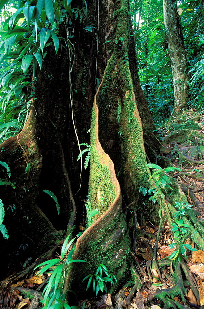 Tree, National park of Guadeloupe, Guadeloupe, Caribbean, Central America