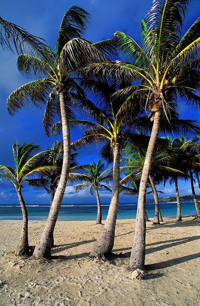 Caravelle beach, Sainte Anne, Grande Terre, Guadeloupe, Caribbean, Central America