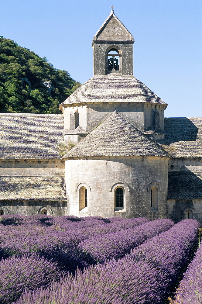 Abbaye de Senanque, Vaucluse, Provence, France, Europe