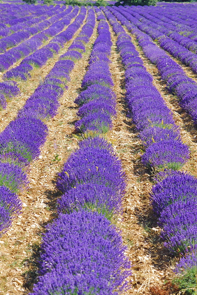 Field of lavender in flower, Sault, Vaucluse, Provence, France, Europe