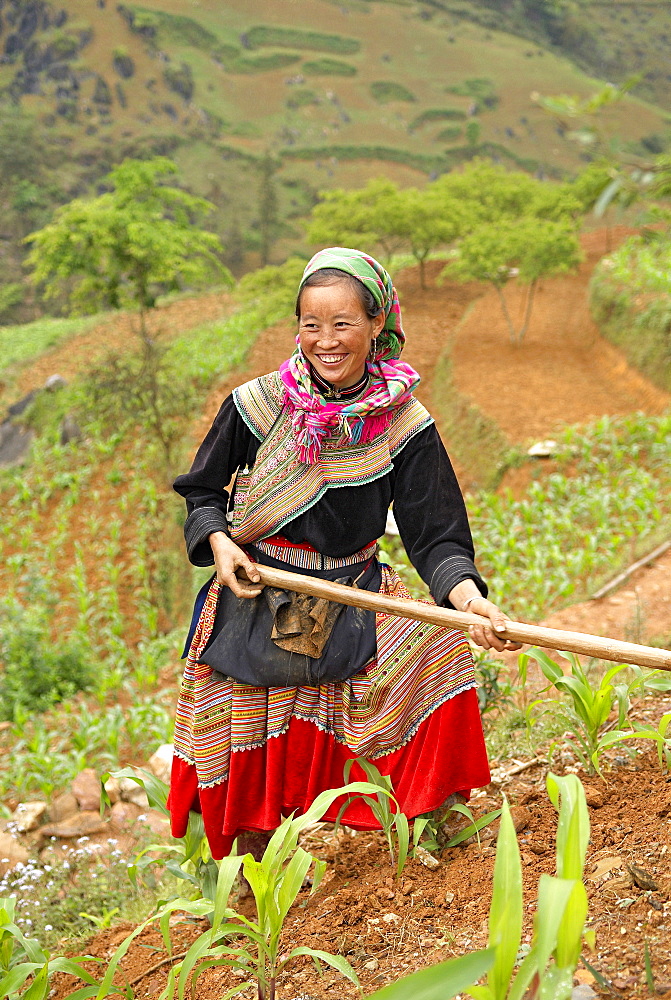 Flower Hmong ethnic woman working in the fields, Bac Ha area, Vietnam, Indochina, Southeast Asia, Asia