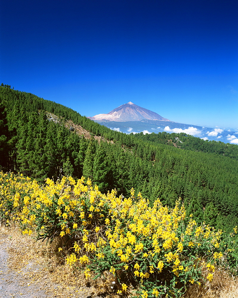 Mount Teide and pine trees from Mirador Ortuno, Parque Nacional del Teide, Tenerife, Canary Islands, Spain, Atlantic, Europe