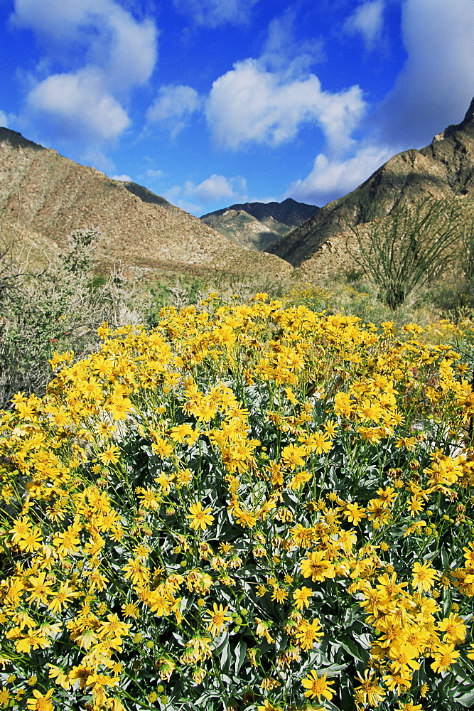 Brittlebushes with mountains behind, Sonoran Desert, Anza-Borrego Desert State Park, California, United States of America, North America